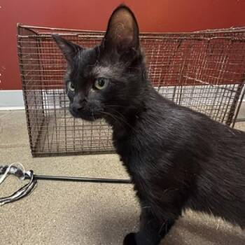Lady Bug -  Domestic Short Hair Cat for Adoption in Janesville, Wisconsin - Lady Bug | PetCurious