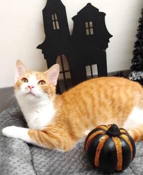 Rescue Domestic Short Hair Cats for Adoption in Belmont, New York - Sherbert | PetCurious