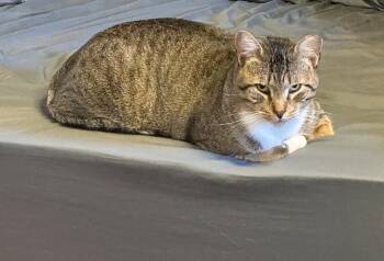 Rescue American Shorthair Cats for Adoption - Bojangles ( Sweet , Friendly & Playful) | PetCurious