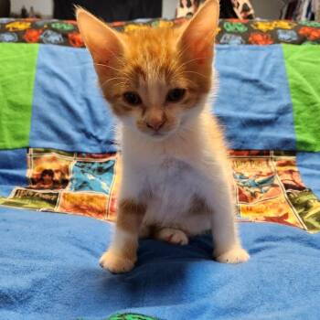 Moody -  Tabby Cat Available for Adoption in Pasco, Washington - Moody | PetCurious