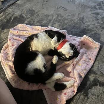 Lali -  Domestic Short Hair Cat for Adoption in Chicago, Illinois - Lali | PetCurious