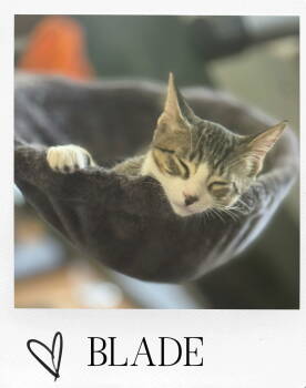 Rescue Domestic Short Hair and Tabby Cats for Adoption in Pensacola, Florida - Blade | PetCurious
