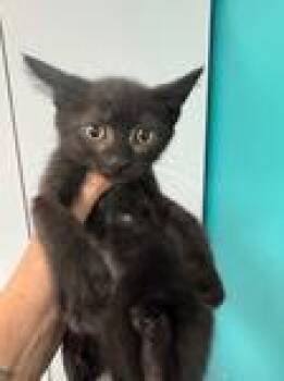 Midnight -  Domestic Short Hair Cat for Adoption in Chico, California - Midnight | PetCurious