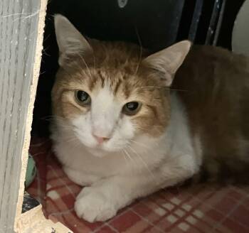 Rusty -  Domestic Short Hair Cat for Adoption in Dublin, Ohio - Rusty | PetCurious