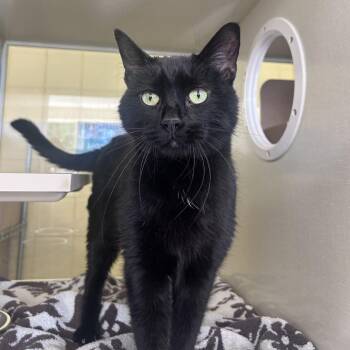 Gumba -  Domestic Short Hair Cat for Adoption in West Olive, Michigan - Gumba | PetCurious