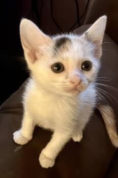 Kiwi -  Domestic Short Hair Cat for Adoption in Sanford, North Carolina - Kiwi | PetCurious