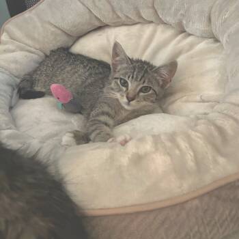 Rescue Domestic Short Hair Cats for Adoption in Los Angeles, California - Rose | PetCurious