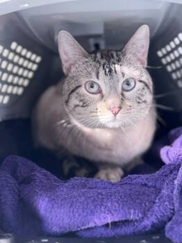 Domestic Short Hair Cats Available for Adoption - Chunk | PetCurious