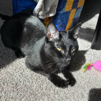 Rescue Domestic Short Hair Cats for Adoption in Columbia, South Carolina - Bolero | PetCurious