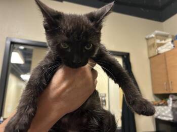 WILBUR -  Domestic Medium Hair Cat for Adoption in Modesto, California - WILBUR | PetCurious
