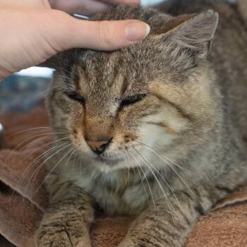 Bernie -  Domestic Short Hair Cat for Adoption in Asheville, North Carolina - Bernie | PetCurious