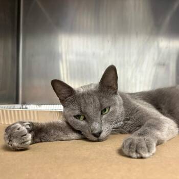 Pat -  Domestic Short Hair Cat Available for Adoption in Greenville, South Carolina - Pat | PetCurious