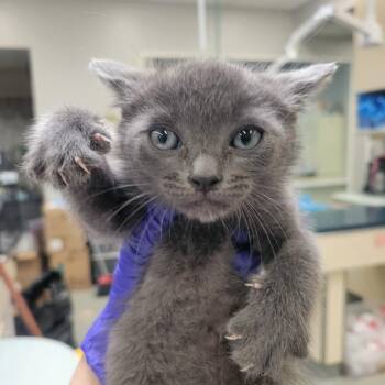 Edin -  Domestic Short Hair Cat for Adoption in Westminster, California - Edin | PetCurious