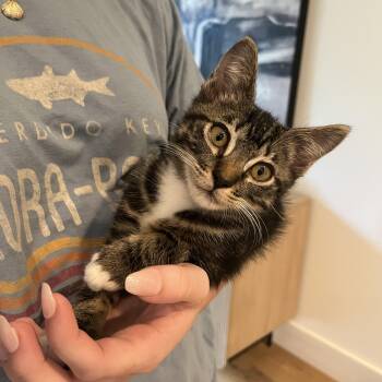 Nathaniel (LIVES for laps) -  Domestic Short Hair Cat for Adoption in Satsuma, Alabama - Nathaniel (LIVES For Laps) | PetCurious