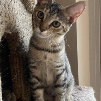 Smuckers -  Domestic Short Hair Cat for Adoption in Tampa, Florida - Smuckers | PetCurious