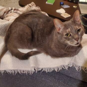 Rescue Domestic Short Hair Cats for Adoption in Durham, North Carolina - Briar | PetCurious