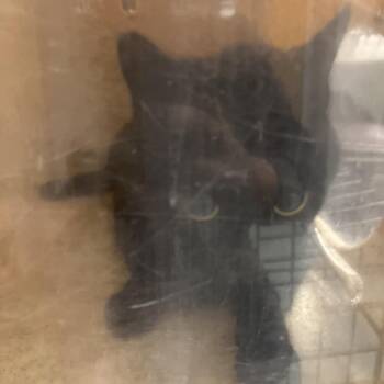 Domestic Short Hair Cats Available for Adoption - Goldfish | PetCurious