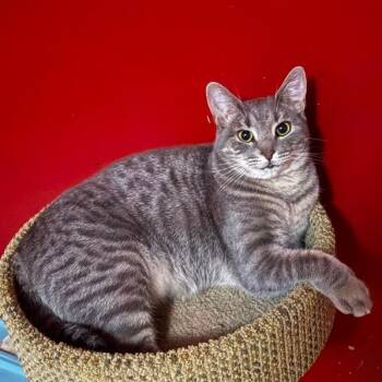 Angel -  Domestic Short Hair Cat for Adoption in Philadelphia, Pennsylvania - Angel | PetCurious