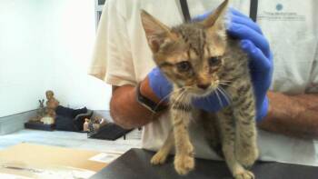 A1268940 -  Domestic Short Hair Cat for Adoption in Charlotte, North Carolina - A1268940 | PetCurious