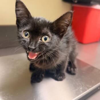 Jasmine -  Domestic Short Hair Cat for Adoption in Columbus, Georgia - Jasmine | PetCurious