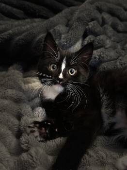 Lil Debbie -  Domestic Medium Hair Cat for Adoption in Rochester, Washington - Lil Debbie | PetCurious