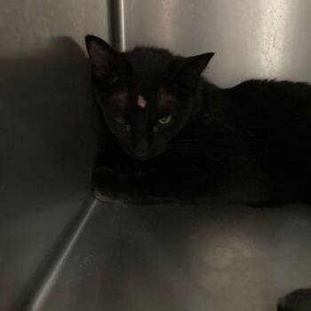 Raven -  Domestic Short Hair Cat for Adoption in Lake Havasu City, Arizona - Raven | PetCurious