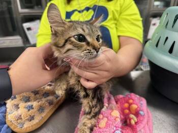 Domestic Medium Hair Cats Available for Adoption - KAMI | PetCurious