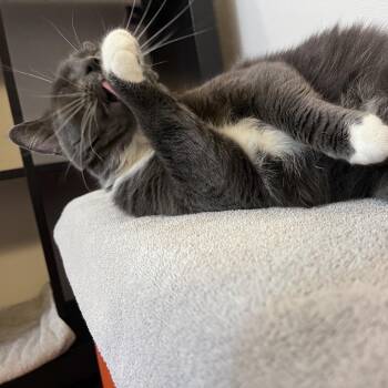 Domestic Short Hair and Manx Cats Available for Adoption in Glenwood Springs, Colorado - Greta | PetCurious