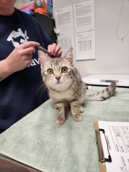 Rescue Domestic Short Hair Cats for Adoption in Minneapolis, Minnesota - Rachel | PetCurious