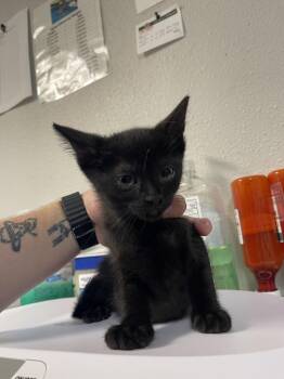 Domestic Short Hair Cats Available for Adoption in Bolivar, Missouri - Ravoli | PetCurious