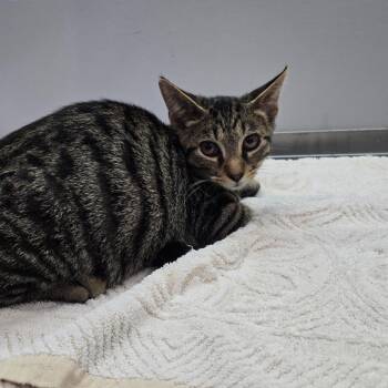 Ishmael -  Domestic Short Hair Cat for Adoption in Fairmont, West Virginia - Ishmael | PetCurious