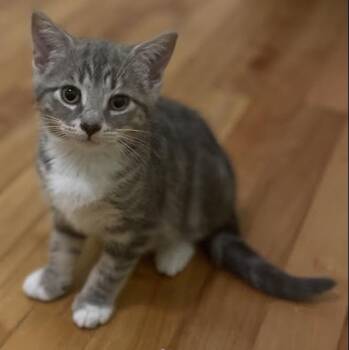 Suzuka -  Domestic Short Hair Cat for Adoption in Ottawa, Ontario - Suzuka | PetCurious