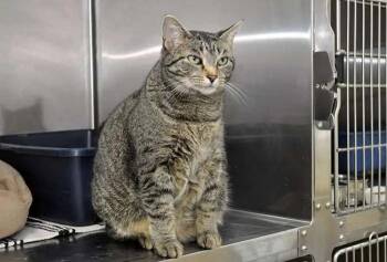 Rescue Domestic Short Hair Cats for Adoption in Coupeville, Washington - Squirt | PetCurious