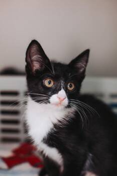 93338a Sage -  Domestic Short Hair Cat for Adoption in North Charleston, South Carolina - 93338a Sage | PetCurious