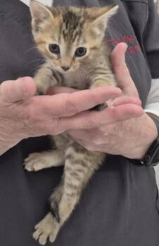 BEANS -  Maine Coon and Tiger Cat for Adoption in Sardinia, Ohio - BEANS | PetCurious
