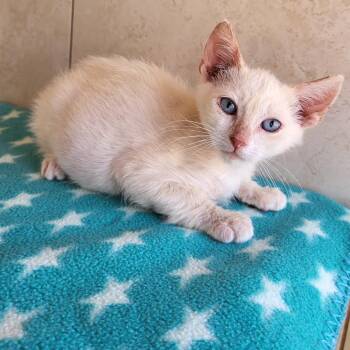 Bon Jovi -  Domestic Short Hair Cat for Adoption in Kanab, Utah - Bon Jovi | PetCurious