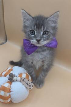 Snickers -  Domestic Long Hair Cat for Adoption in Mobile, Alabama - Snickers | PetCurious
