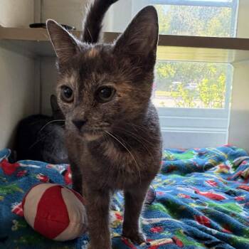 Meghan -  Domestic Short Hair Cat for Adoption in Gloucester, Virginia - Meghan | PetCurious