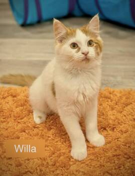 Willa -  Domestic Medium Hair Cat for Adoption in Chalfont, Pennsylvania - Willa | PetCurious