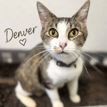 Denver -  Domestic Short Hair Cat for Adoption in Brownsboro, Alabama - Denver | PetCurious