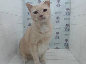 FELIX -  Domestic Short Hair Cat Available for Adoption in Orlando, Florida - FELIX | PetCurious