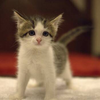 Rescue Domestic Medium Hair Cats for Adoption in Union, Missouri - Baby Lira | PetCurious