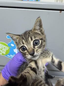 Domestic Short Hair Cats Available for Adoption in Doral, Florida - MARBLE | PetCurious