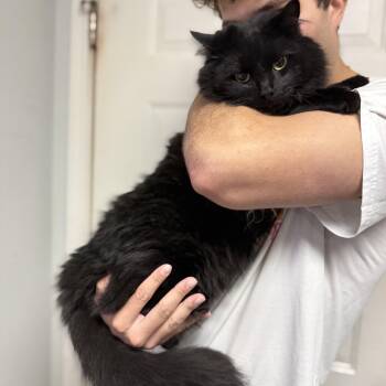 Cashmere -  Domestic Medium Hair Cat for Adoption in Columbia, South Carolina - Cashmere | PetCurious