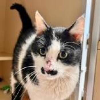 Miss Peaches - Butler Campus -  Domestic Medium Hair Cat for Adoption in Flagstaff, Arizona - Miss Peaches - Butler Campus | PetCurious