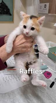 Raffles/Coco -  Domestic Short Hair Cat for Adoption in Plattsburgh, New York - Raffles/Coco | PetCurious