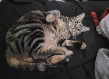 Rescue Domestic Short Hair Cats for Adoption in Houston, Texas - Miki | PetCurious