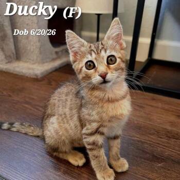 Ducky -  Tabby Cat for Adoption in Clayton, California - Ducky | PetCurious