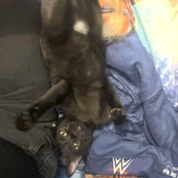 Timmie -  Domestic Short Hair Cat for Adoption in Rochester, Minnesota - Timmie | PetCurious