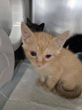 Domestic Short Hair Cats Available for Adoption in Roseville, California - Zonk | PetCurious